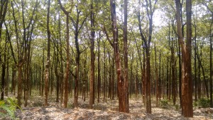 Forest land converted into teak plantation