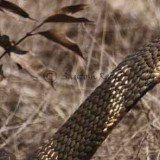 King Cobra (<em>Ophiophagus hannah</em>  ) – Indeed he is called the king of snakes!