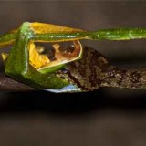 A lesson learnt from the great <em>Rhacophorus Malabaricus </em> (Malabar Gliding Frog)