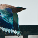 The Indian Roller (<em>Coracias benghalensis</em>) will make your eyes roll!