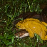 The confused Common Indian Toad <em>(Duttaphrynus melanostictus)</em>