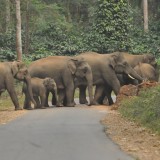 Warned Twice, Charged at Once but Finally the Herd Agreed to meet with me in Peace! The Magnificent Elephants of Chettalli!