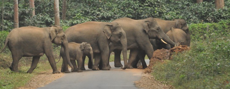 Elephants crossing roads!