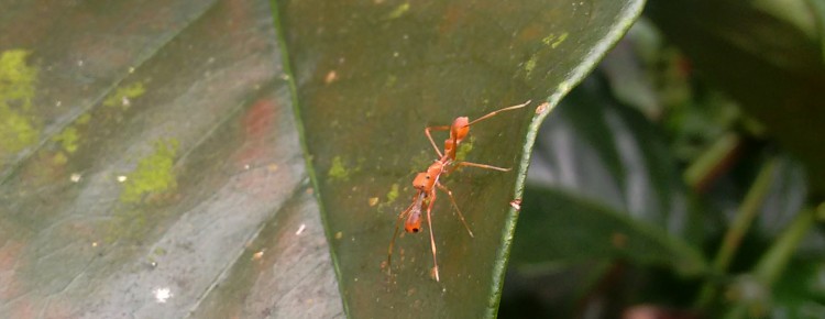Kerengga ant like jumper