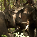 You took away our home and now our wild hearts: Wild Elephants of Kodagu