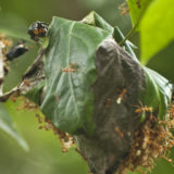 Into the Valley of Death Rode the Mighty Beetles! But Why?