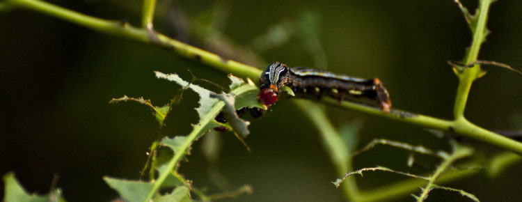 fastest caterpillar movement