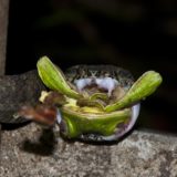 The Joy of rain: Dancing owlets and singing frogs