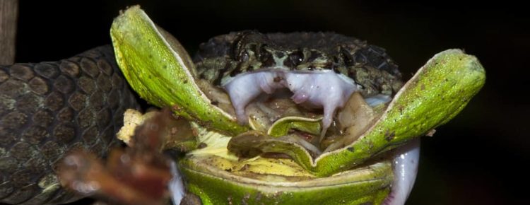 Pit viper feeding on frogs