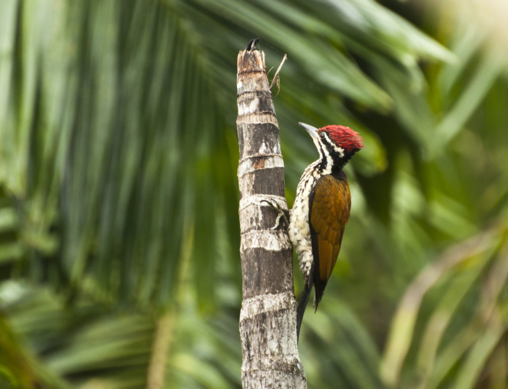 Common Flameback looking for larvae on decaying palm tree