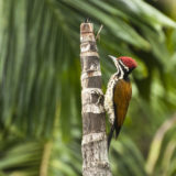 Woodpeckers of Western Ghats: The stem borer trackers