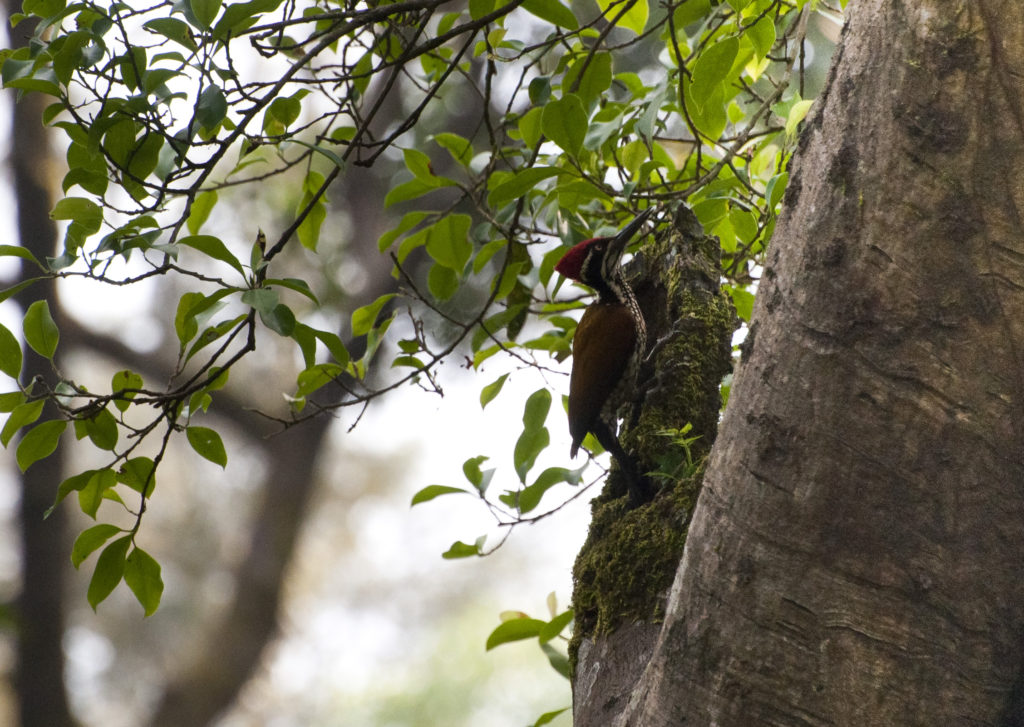 Greater Flameback foraging on fig tree