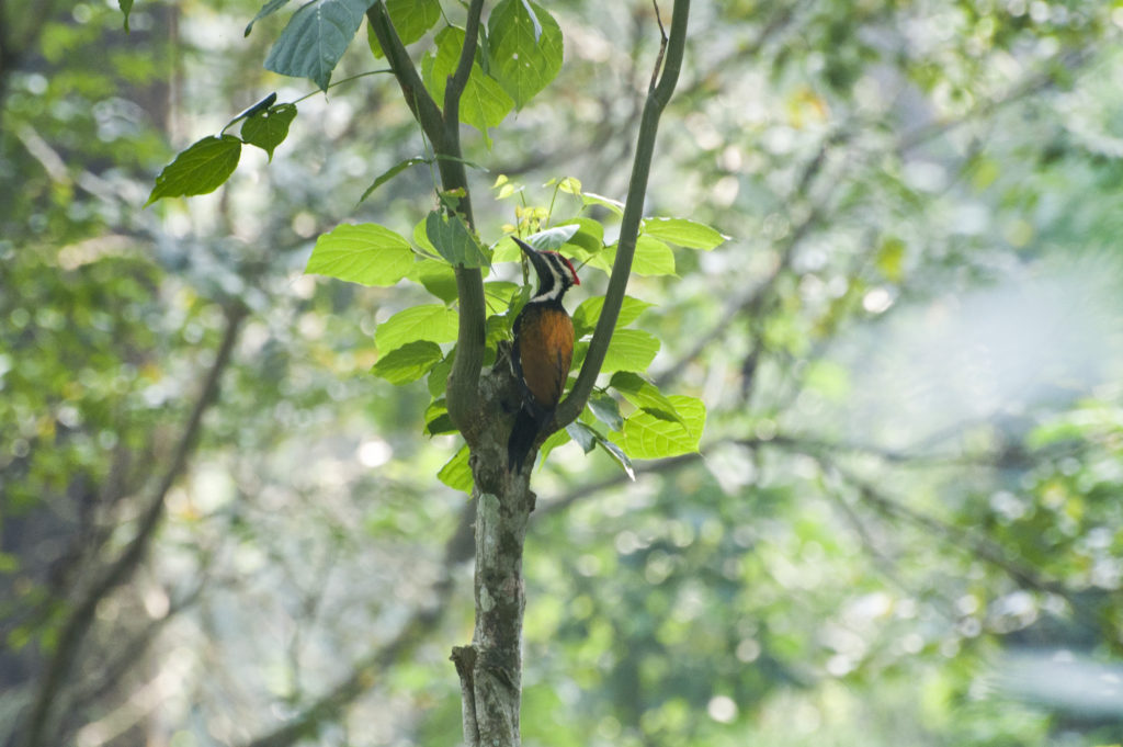 Lesser Flameback foraging on dadap tree (Indian coral tree)