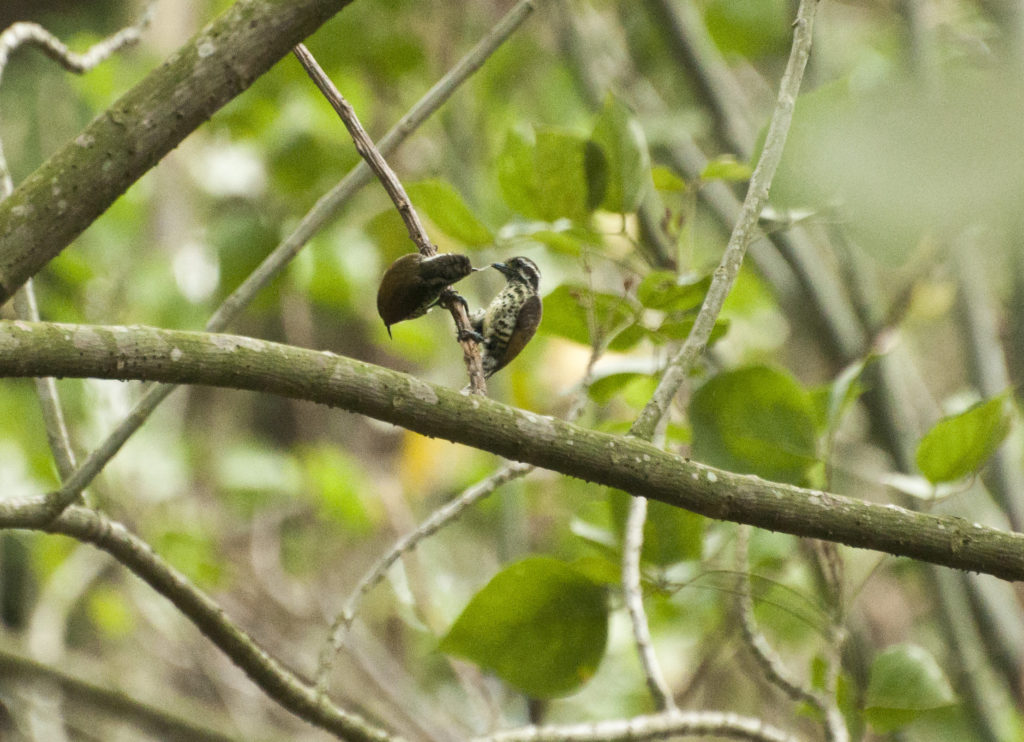 Speckled Piculet sharing with each other a tasty larvae